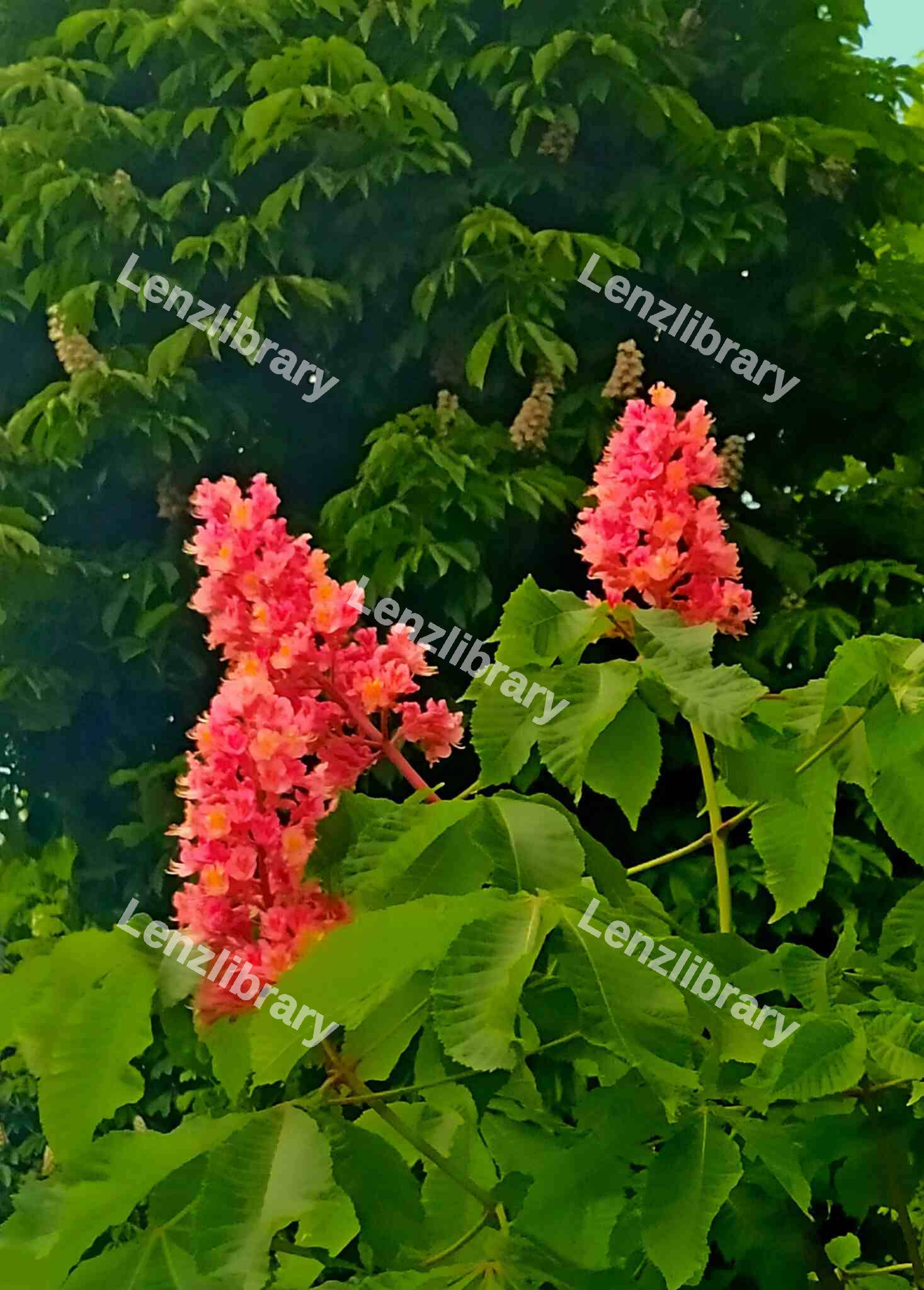 Hyacinth Flowers